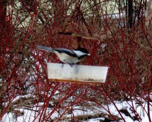 Chickadee feeder 2012-06-25 005