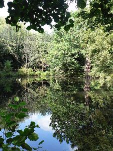 Bexley,_pond_at_Danson_Park_-_geograph_org_uk_-_972263