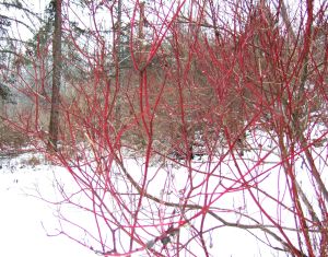 RED TWIG Winter 2014